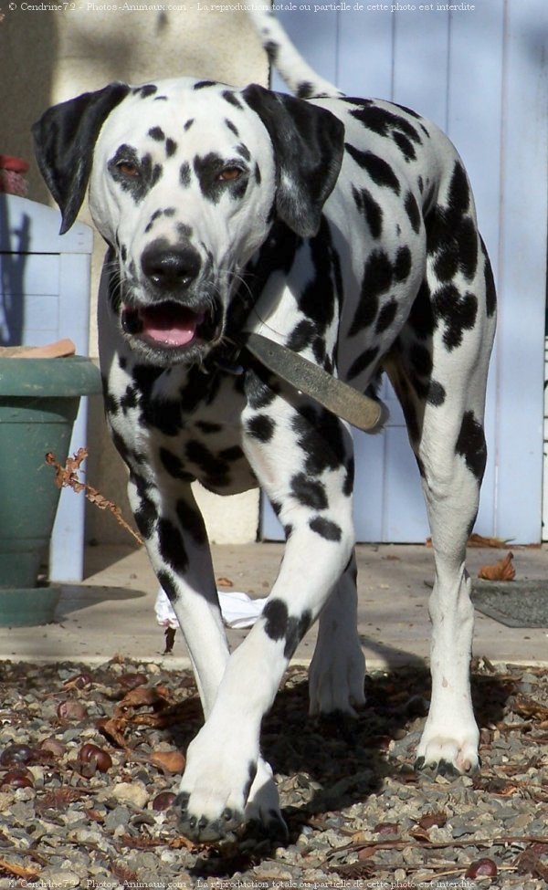 Photo de Dalmatien