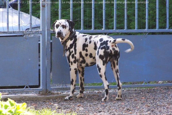 Photo de Dalmatien