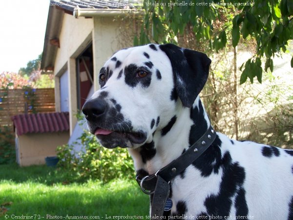 Photo de Dalmatien