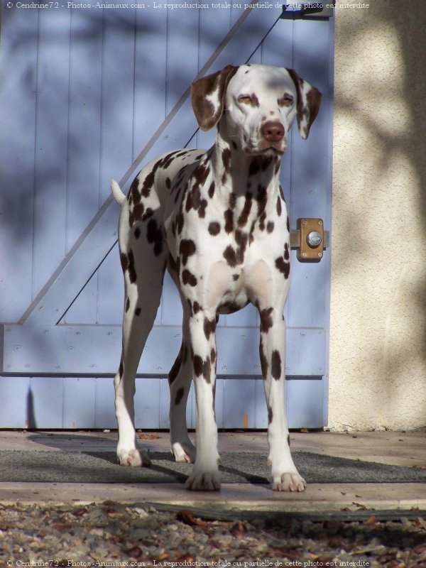 Photo de Dalmatien