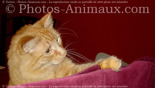 Photo de Chat domestique