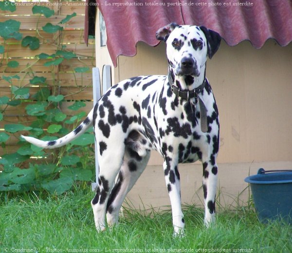 Photo de Dalmatien