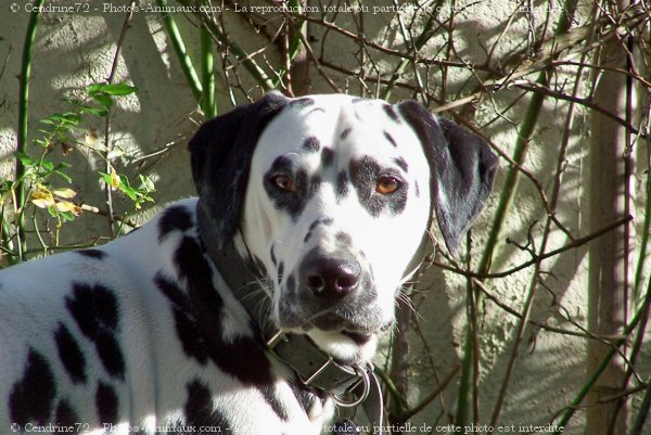 Photo de Dalmatien