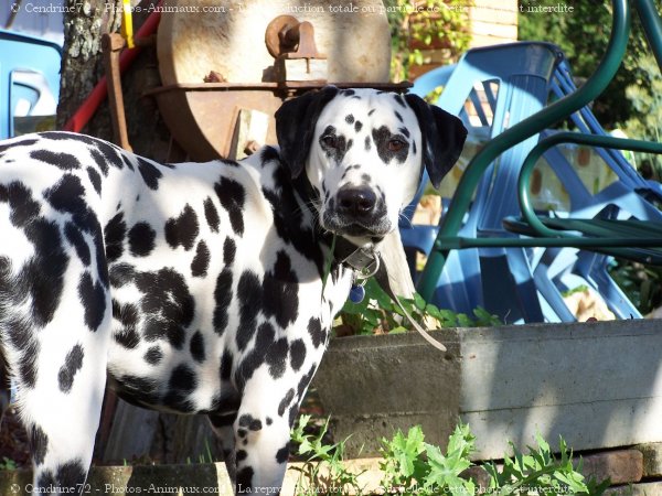 Photo de Dalmatien