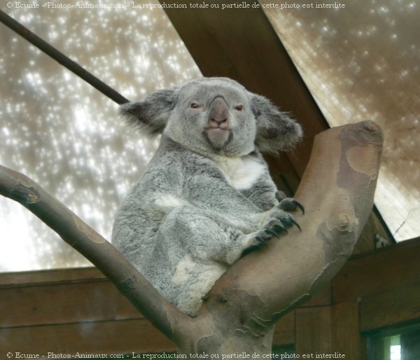 Photo de Koala