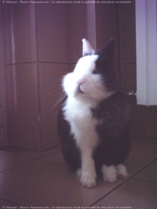 Photo de Lapin