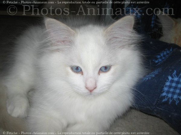 Photo de Ragdoll