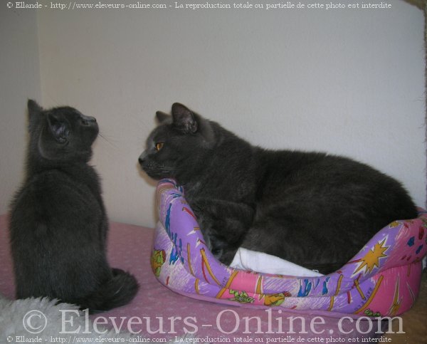 Photo de Chartreux