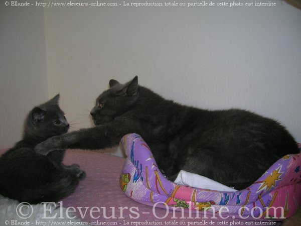 Photo de Chartreux