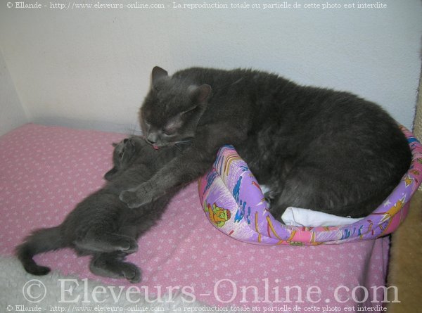 Photo de Chartreux