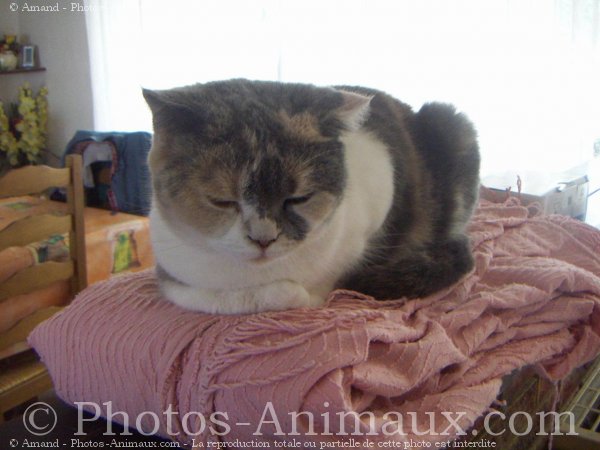 Photo de Scottish fold