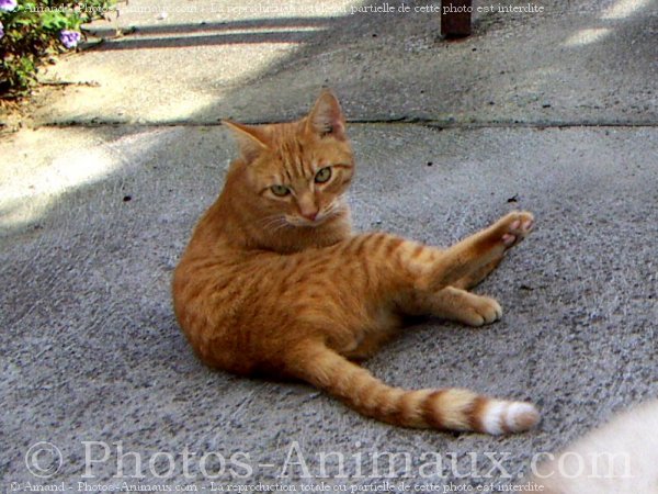 Photo de Chat domestique