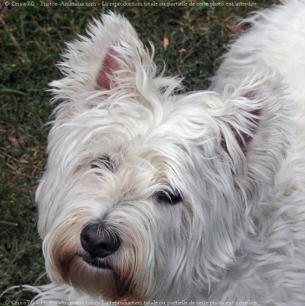 Photo de West highland white terrier