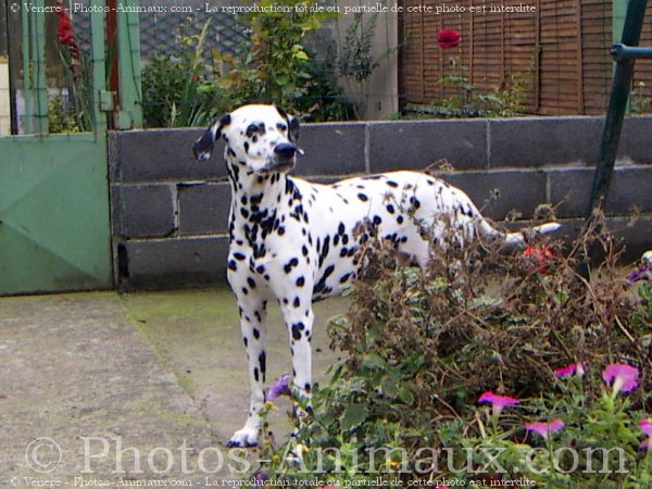 Photo de Dalmatien