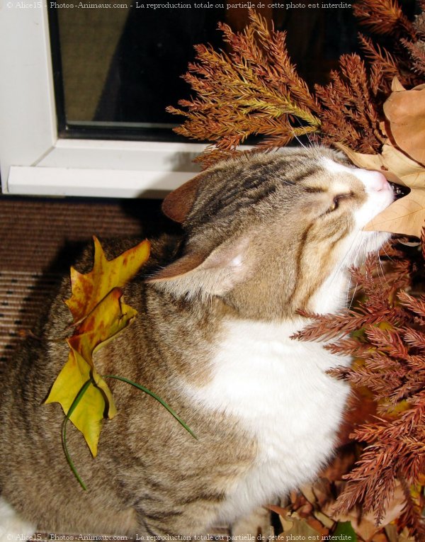 Photo de Chat domestique