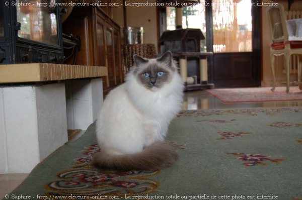 Photo de Sacr de birmanie