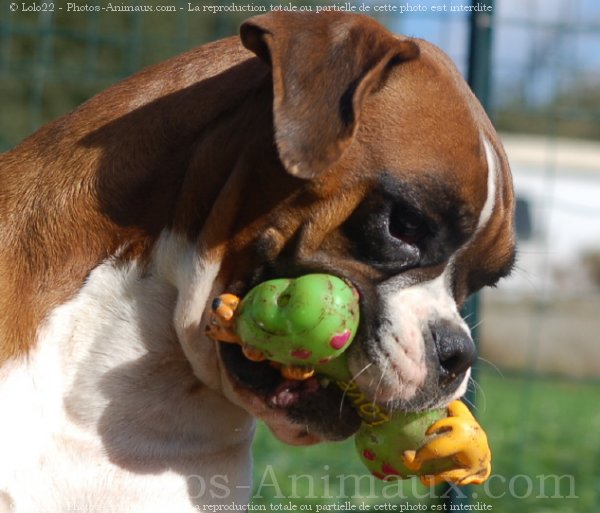 Photo de Boxer