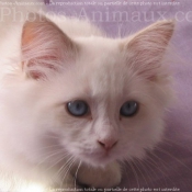 Photo de Ragdoll