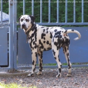 Photo de Dalmatien