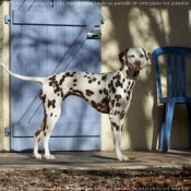 Photo de Dalmatien