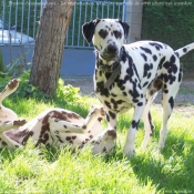 Photo de Dalmatien