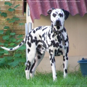 Photo de Dalmatien