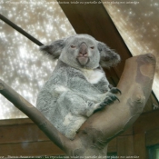 Photo de Koala