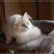 Photo de British longhair