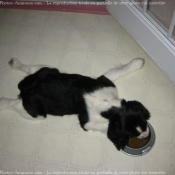 Photo d'English springer spaniel