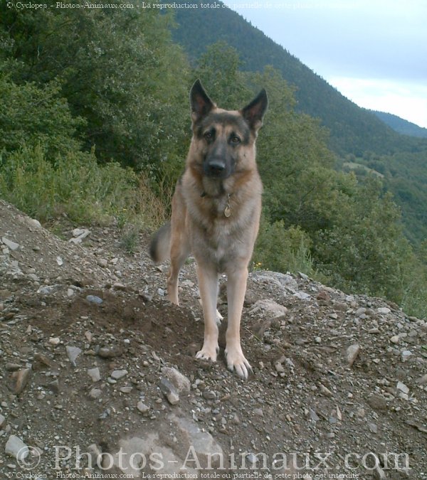 Photo de Berger allemand  poil court