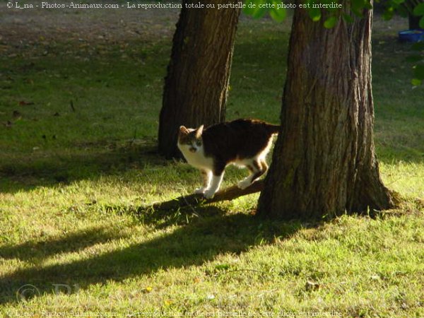 Photo de Chat domestique