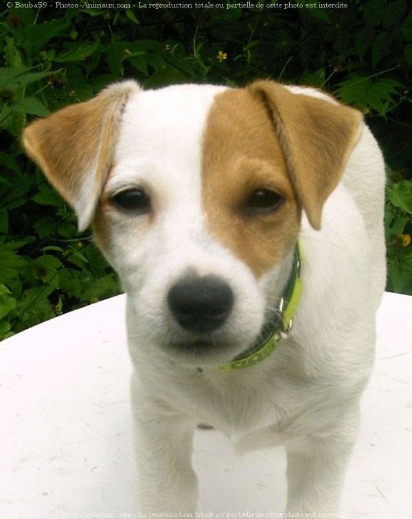 Photo de Jack russell terrier