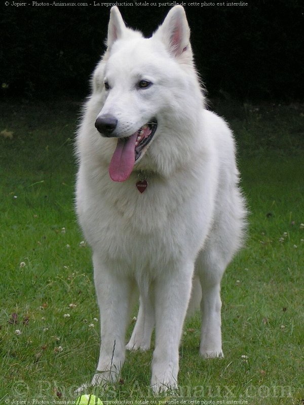 Photo de Berger blanc suisse