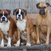 Photo de Boxer