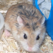 Photo de Hamster