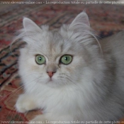 Photo de British longhair