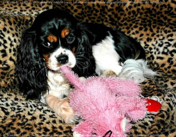 Photo de Cavalier king charles spaniel