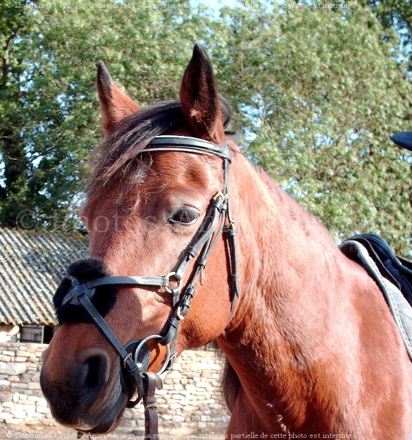 Photo de Poney franais de selle