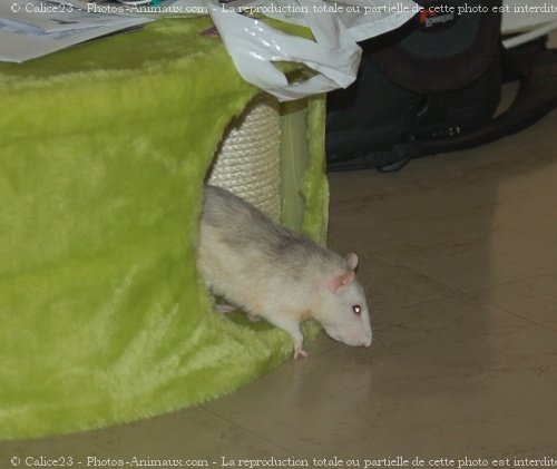 Photo de Rat