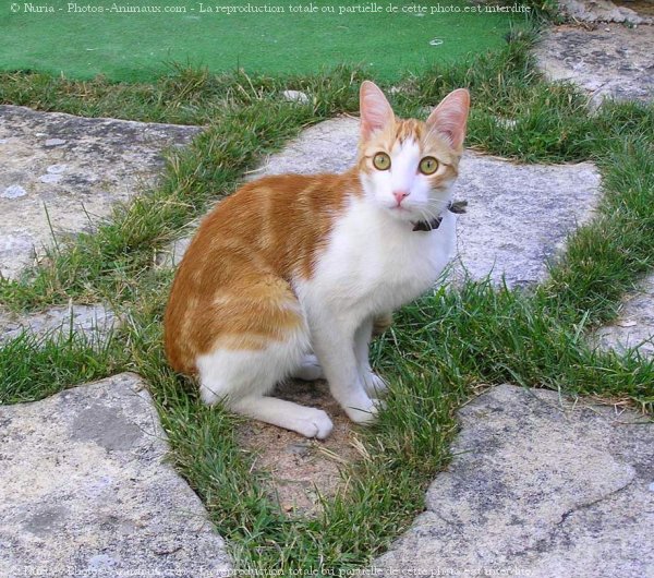 Photo de Chat domestique