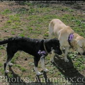 Photo de Races diffrentes