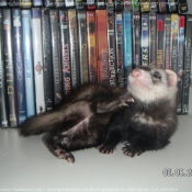 Photo de Furet