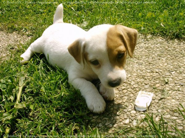 Photo de Jack russell terrier