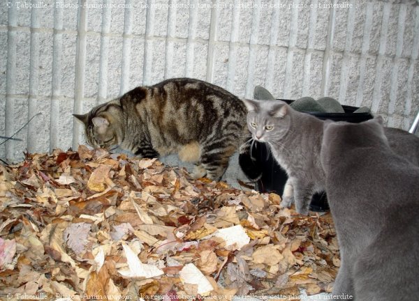 Photo de Chat domestique