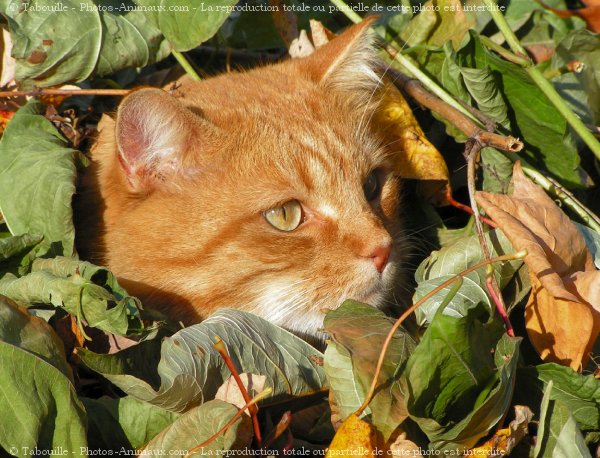 Photo de Chat domestique