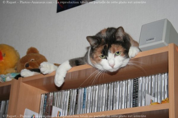 Photo de Chat domestique