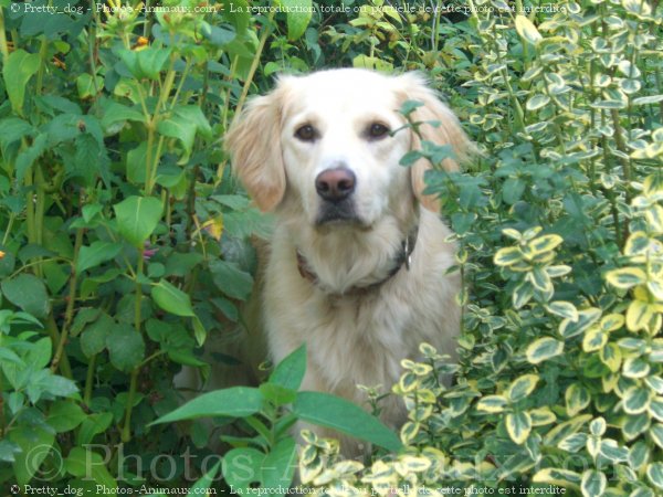 Photo de Golden retriever