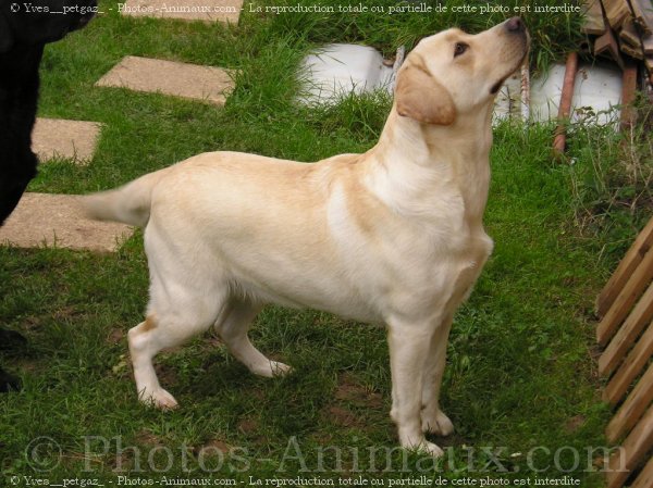 Photo de Labrador retriever