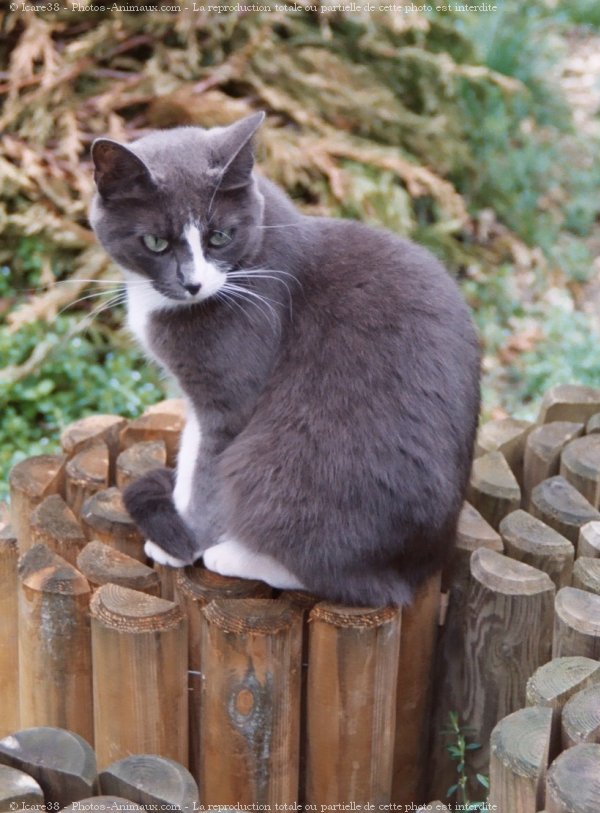 Photo de Chat domestique