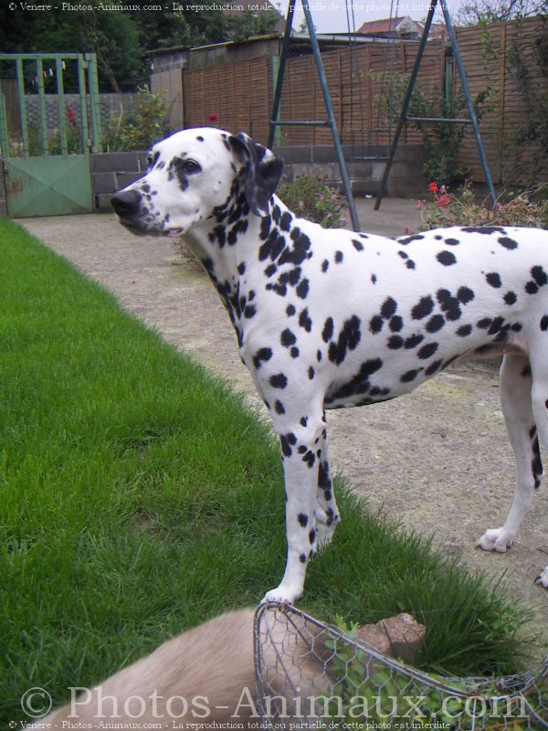 Photo de Dalmatien